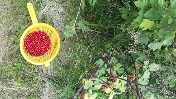 Rote Johannisbeermarmelade - Rezepte für den Winter
