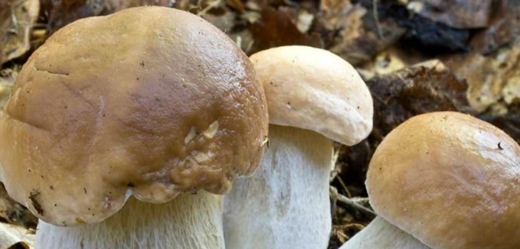 Wie man weiße Pilze für Suppe und Konservieren kocht