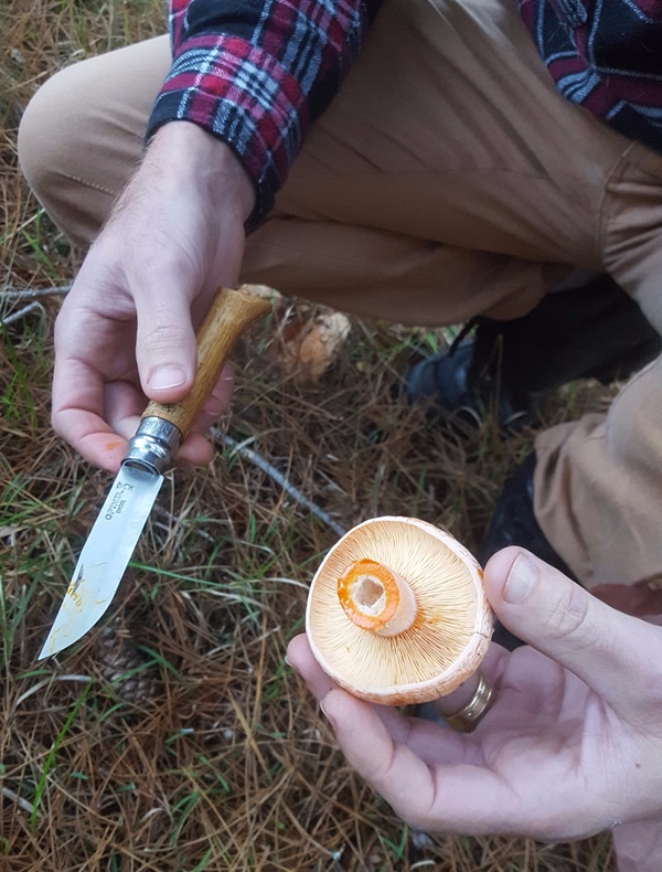 Pilze pürieren