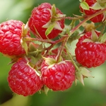 Wie man Saft von Himbeeren für den Winter vorbereitet