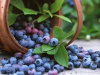 Wie man Rohlinge aus Blaubeeren für den Winter schließt