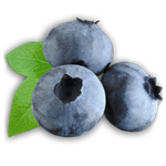 Wie man Rohlinge aus Blaubeeren für den Winter schließt