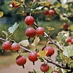 Wie man den Knüppel von Stachelbeeren für den Winter schließt