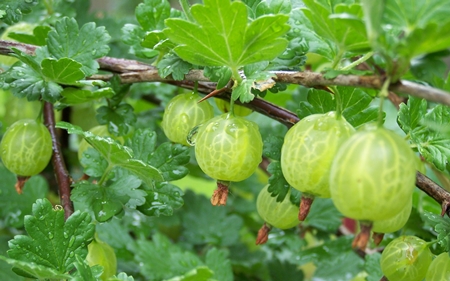 Wie man den Knüppel von Stachelbeeren für den Winter schließt