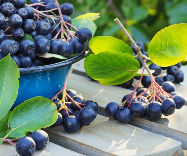 Kompott aus Aronia