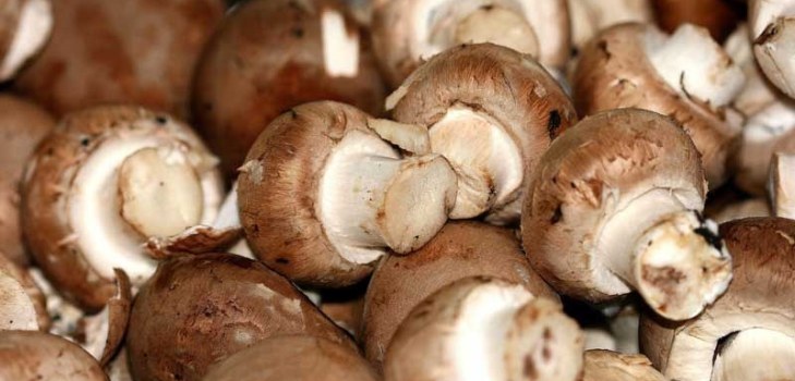 viele Champignons