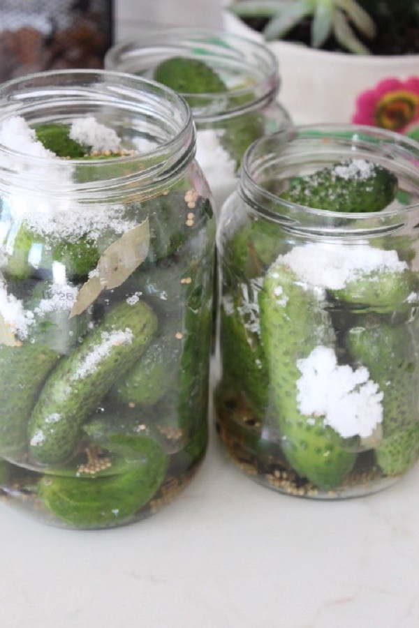 Gurken mit Senf für den Winter in Dosen, Rezepte mit Foto