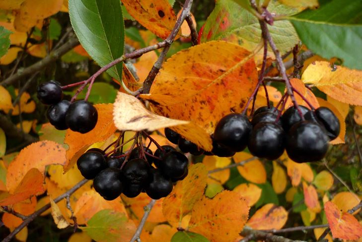 Nützliche Rohlinge für den Winter: Sirup aus Aronia