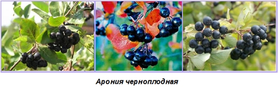 Nützliche Rohlinge für den Winter: Sirup aus Aronia