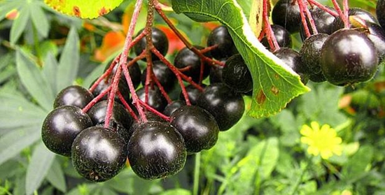 Nützliche Rohlinge für den Winter: Sirup aus Aronia