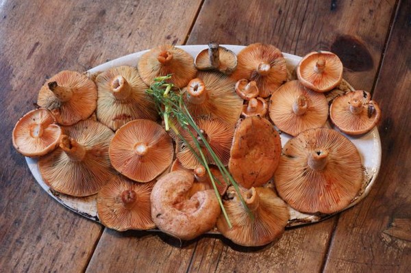 Rozhiki für den Winter - Rezepte zum Einfrieren, Beizen