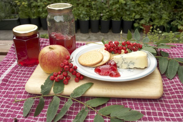 Rowan für den Winter: Rezepte für Knüppel aus der üblichen roten und schwarzen Aronia