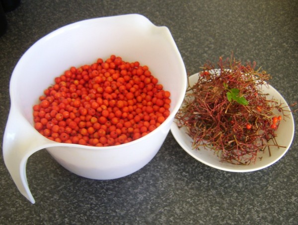 Rowan für den Winter: Rezepte für Knüppel aus der üblichen roten und schwarzen Aronia