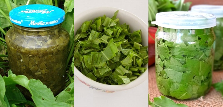 Grüner Heiler: die besten hausgemachten Rezepte von Sauerampfer