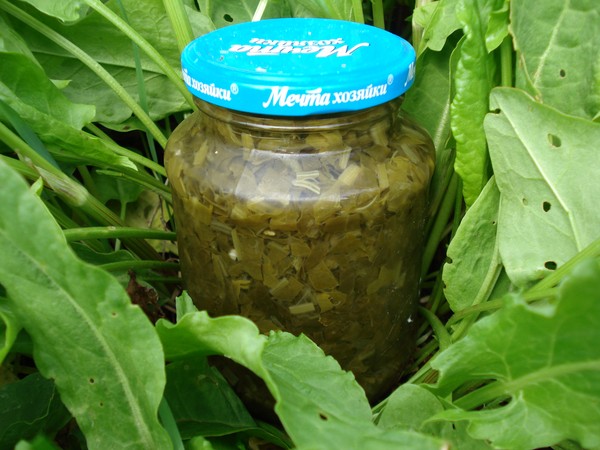Grüner Heiler: die besten hausgemachten Rezepte von Sauerampfer