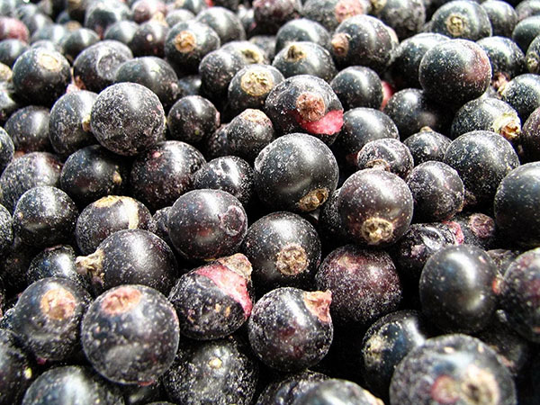 Johannisbeere mit Zucker für den Winter ohne Kochen, Pyatiminutka, gefroren. Johannisbeere-Rezept, mit Zucker für den Winter gerieben (ohne Kühlschrank)