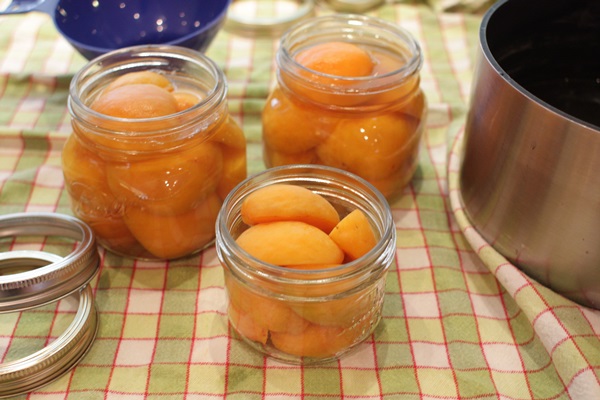 Aprikosenmarmelade - königliches Rezept