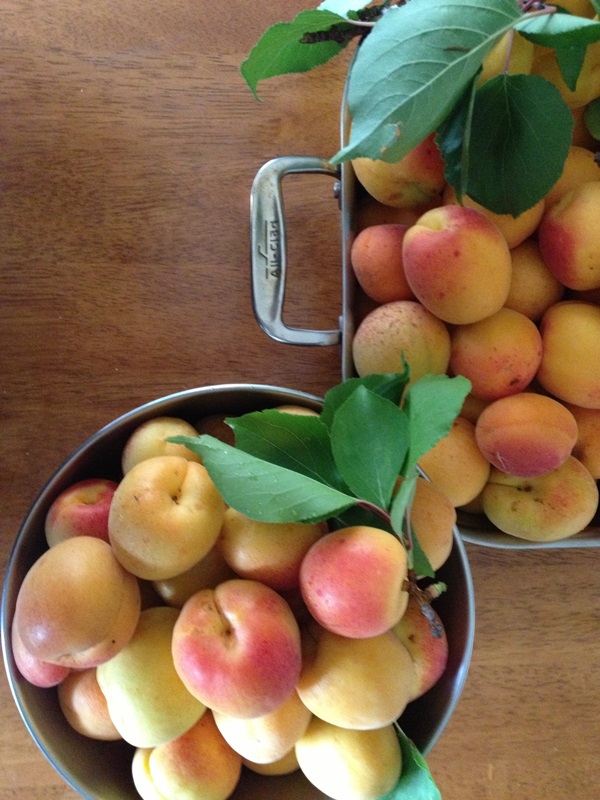 Aprikosenmarmelade - königliches Rezept