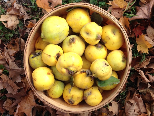 Marmelade aus der Quitte: die leckersten Rezepte mit Fotos