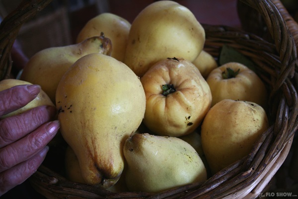 Marmelade aus der Quitte: die leckersten Rezepte mit Fotos