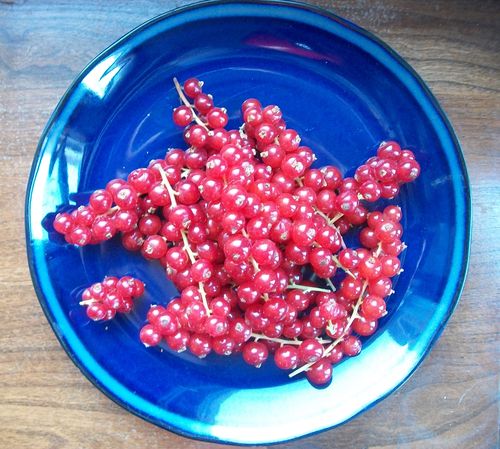 Gelee aus roten Johannisbeeren