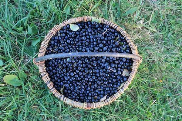 Marmelade aus schwarzer Aronia