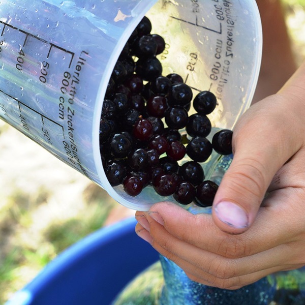 Marmelade aus schwarzer Aronia