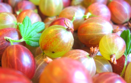 Marmelade von der Stachelbeere