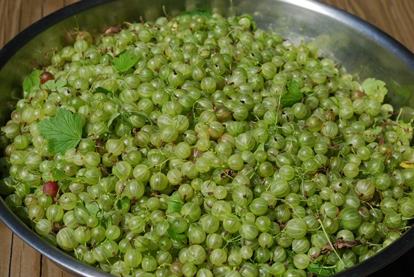 Rezepte von Marmelade aus Stachelbeeren