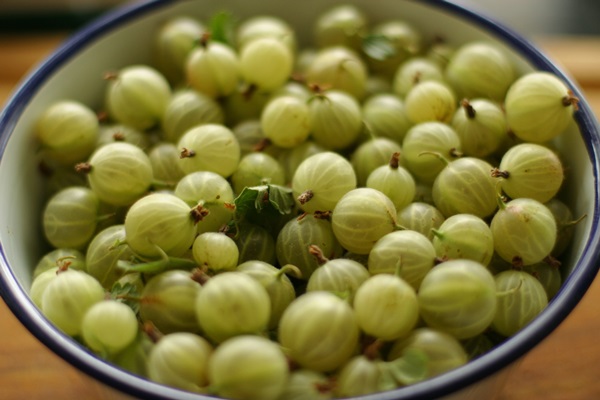 Rezepte von Marmelade aus Stachelbeeren