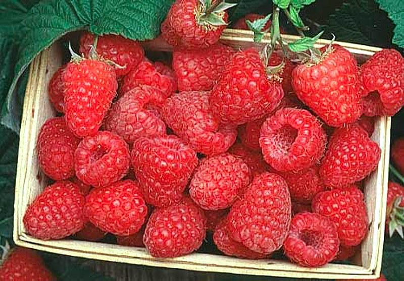 viele Himbeeren