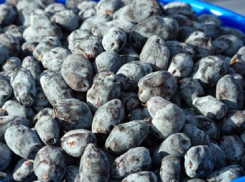 Wie man Marmelade aus Geißblatt zubereitet