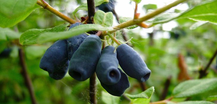 Wie man Marmelade aus Geißblatt zubereitet