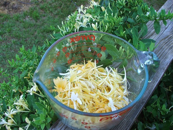 Geißblatt Marmelade