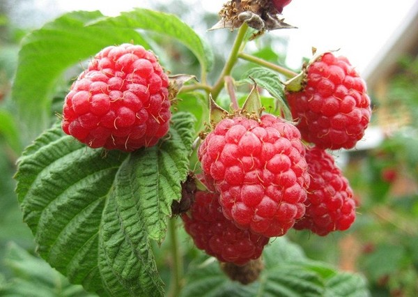 Wein aus Himbeeren zu Hause - einfache Rezepte Wein aus Himbeeren zu Hause - einfache Rezepte
