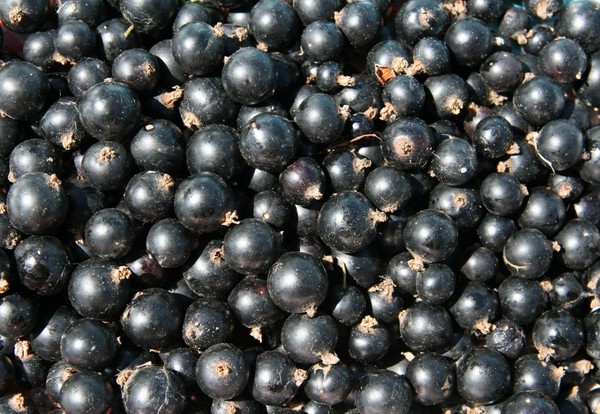 Wein aus der Johannisbeere im Haus - schwarz, weiß, rot, ohne Hefe und mit ihnen. Einfache und traditionelle Rezepte von Johannisbeeren-farbigen Hauswein
