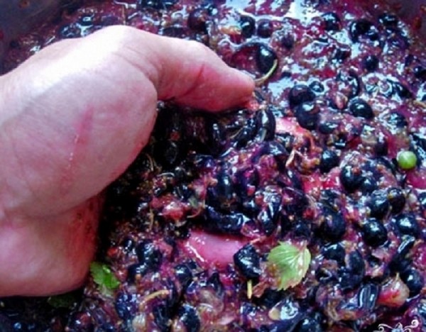 Wein aus der Johannisbeere im Haus - schwarz, weiß, rot, ohne Hefe und mit ihnen. Einfache und traditionelle Rezepte von Johannisbeeren-farbigen Hauswein