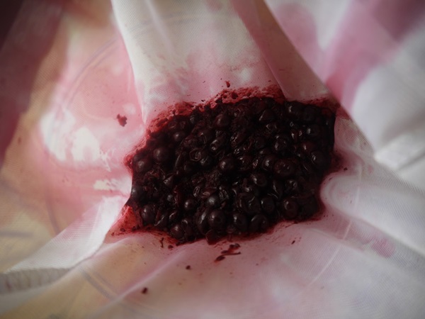 Köstliches Gelee von der schwarzen Johannisbeere - Rezepte