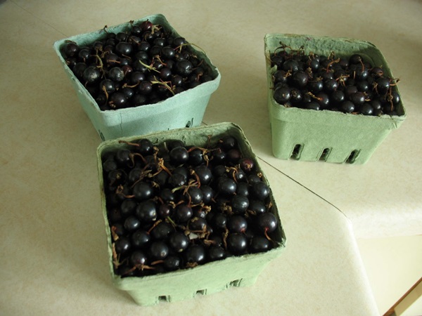 Köstliches Gelee von der schwarzen Johannisbeere - Rezepte