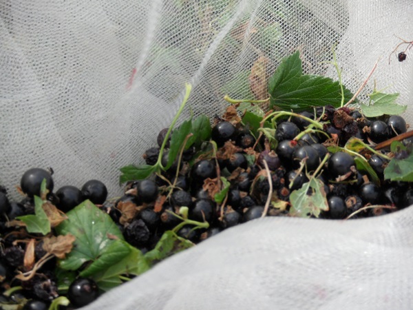 Köstliches Gelee von der schwarzen Johannisbeere - Rezepte