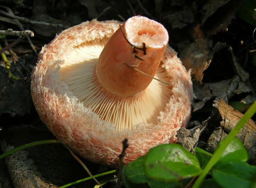 Volnushki: Rezepte und Fotos