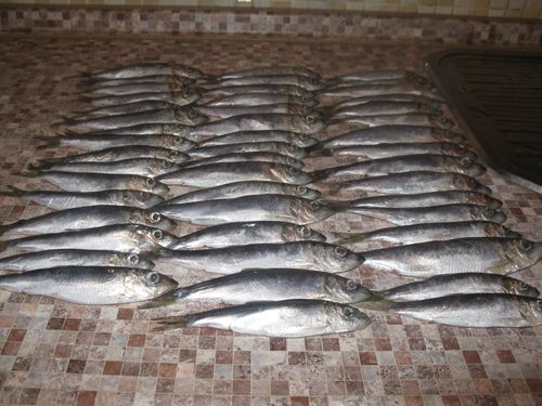 Home Fischkonserven
