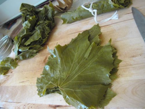 Wie man Weinblätter für Dolma einlegt