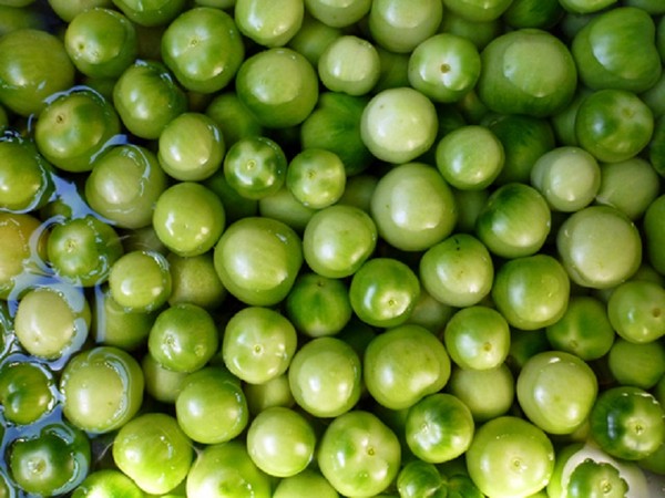 Grüne Tomaten, Rezepte für den Winter. Grüne Tomaten kochen - eingelegt, eingelegt, koreanisch