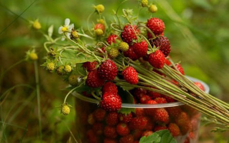 Erdbeermarmelade ist ein Mittel gegen Erkältungen