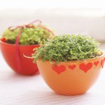 Blumen im Inneren der Wohnung Blumen im Inneren der Wohnung
