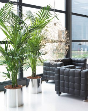 Inneres Phytodesign