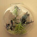 Florarium: die originale Dekoration Ihres Interieurs Florarium: die originale Dekoration Ihres Interieurs