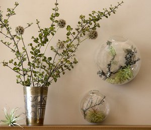 Florarium: die originale Dekoration Ihres Interieurs