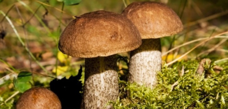 Unterteile: Rezepte zum Kochen von Pilzgerichten